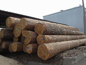 俄罗斯杨木原木供应——厦门湖里胜佳木材经营部，质优价廉，现货直销